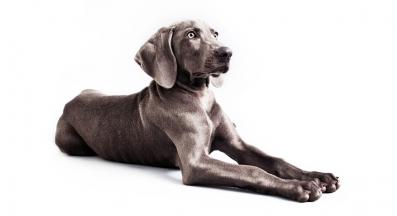 Ваймаранер