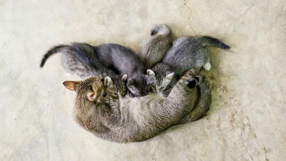 Етапи на бременност при котките