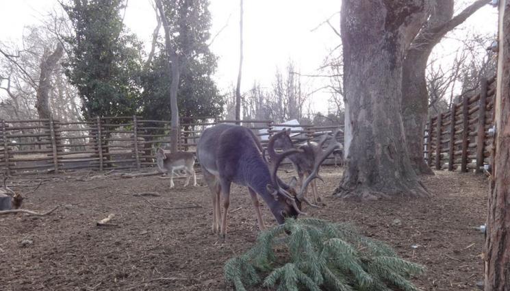 Зоопарк Варна - Пир с коледни елхи в зоопарка, Дядо Коледа раздава подаръци на камили и елени (СНИМКИ)
