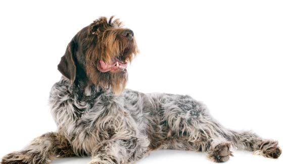 Грифон на Корталс