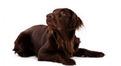 Гладкокосмест ретривър