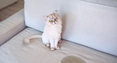 котка и урина на диван