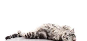 Как да помогна на котката си по време на раждане