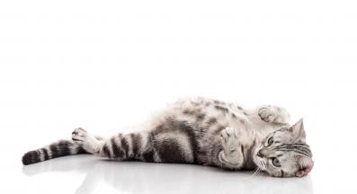 бременна котка