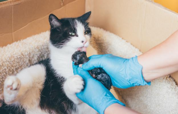ветеринар помага на котка да роди