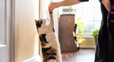 трениране на котка