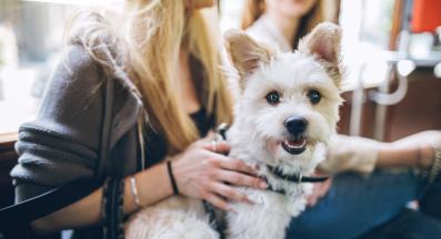 куче в автобус