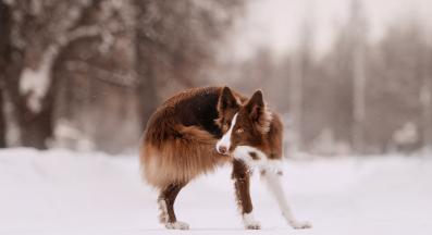 куче опашка