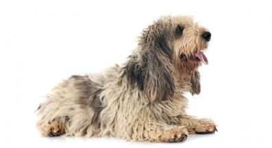 Вендейски Басетгрифон