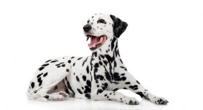 Далматинец