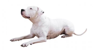 Дого Аржентино