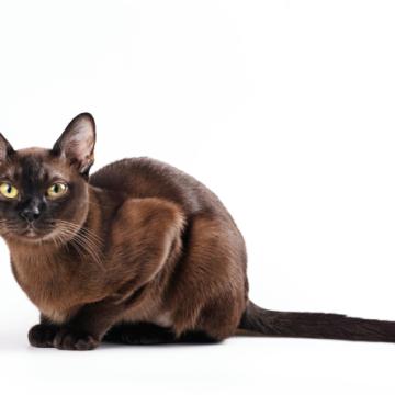 Бурманска котка