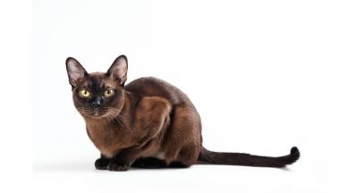 Бурманска котка