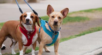 кучета на каишка