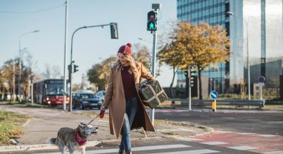 куче в града