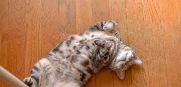 Възможно ли е котката ми да е сексуално активна след кастрация