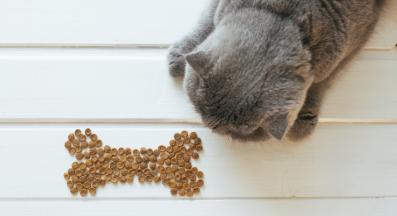 котка и кучешка храна