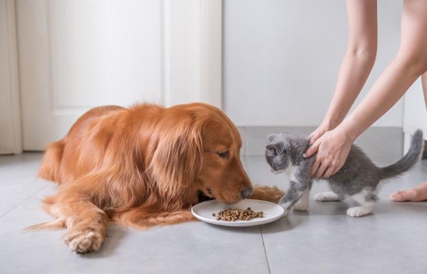 котка и кучешка храна
