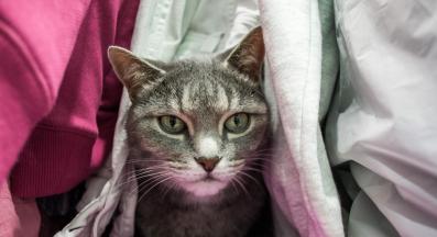 котка скрита в дрехи