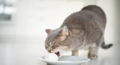 котка яде яйца