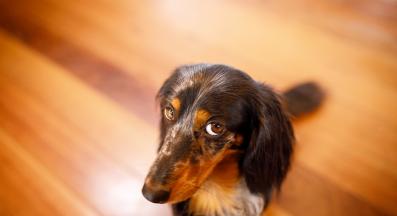 виновно куче