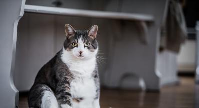 дебело коте