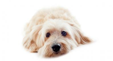 Данди Динмонт Териер