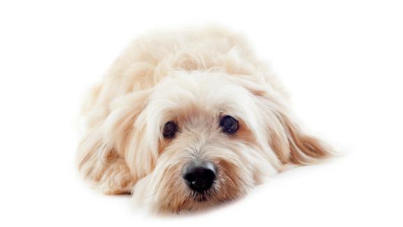 Данди Динмонт Териер