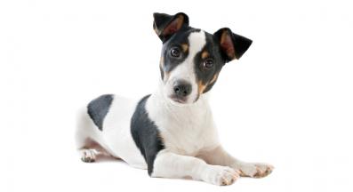 джак ръсел териер