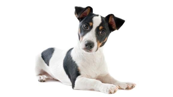 джак ръсел териер