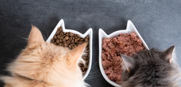 С каква храна да храня котката си: мокра или суха