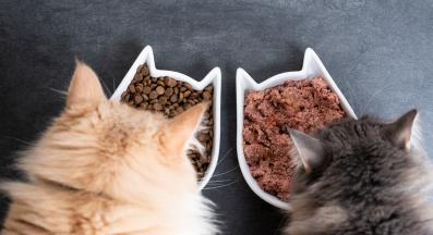 мокра и суха храна