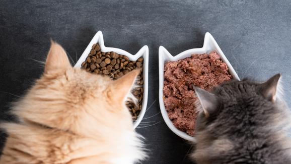 С каква храна да храня котката си: мокра или суха