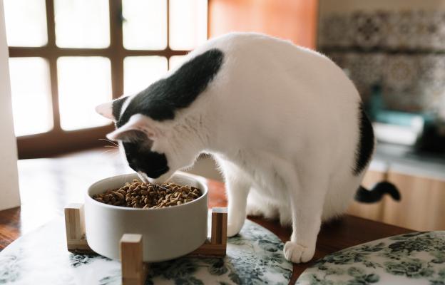 котка яде суха храна