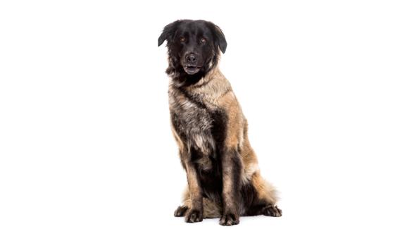 Ещрелско планинско куче