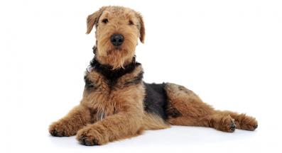 Еърдейл Териер