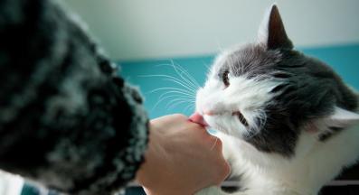 котка ближе