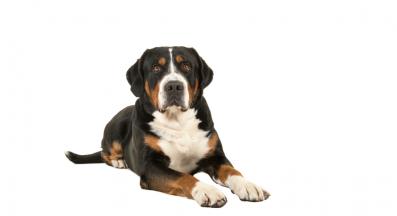 Ентлебухер