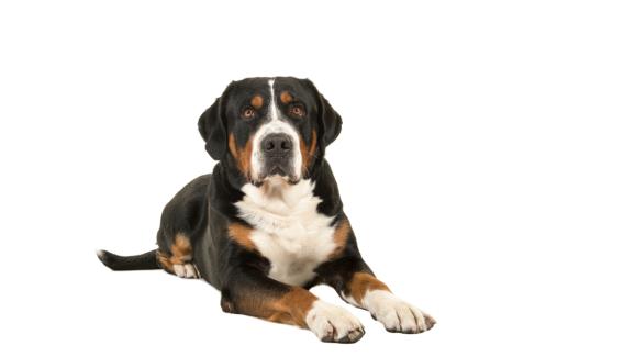 Ентлебухер