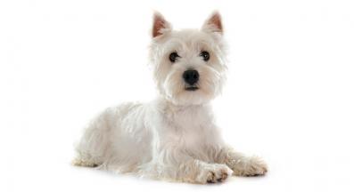 Западнохайландски Бял Териер