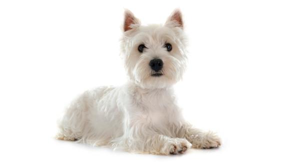 Западнохайландски Бял Териер