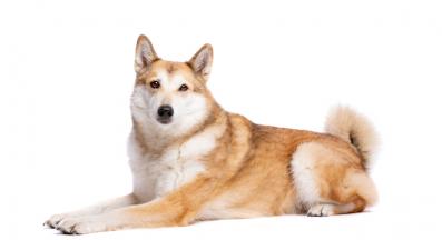 Западносибирска лайка