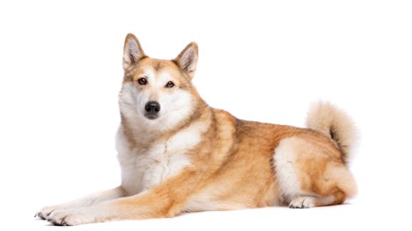 Западносибирска лайка