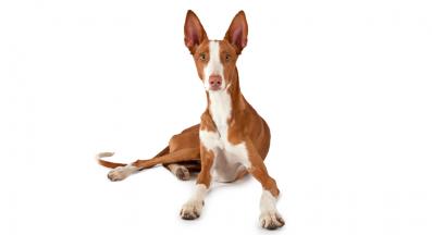 Испанска хрътка Ибиса