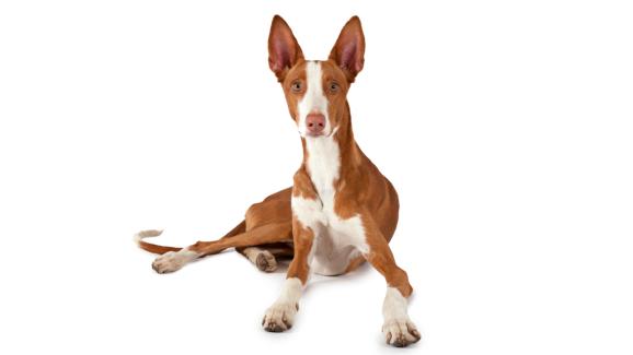 Испанска хрътка Ибиса