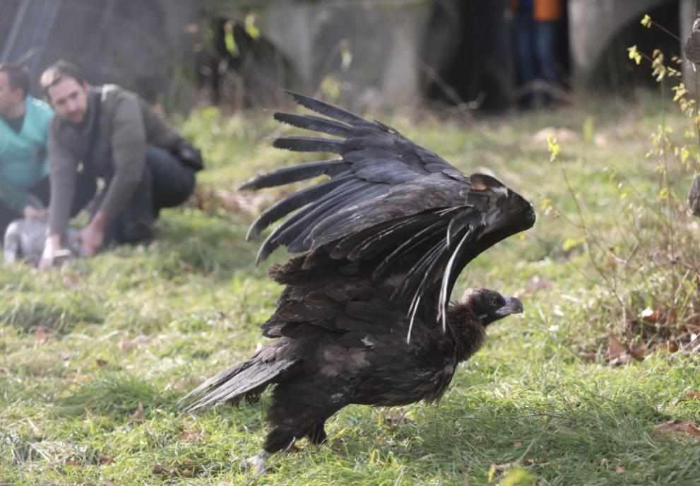 Птица от застрашения вид Черен лешояд е станала жертва на