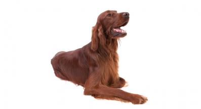 Ирландски сетер