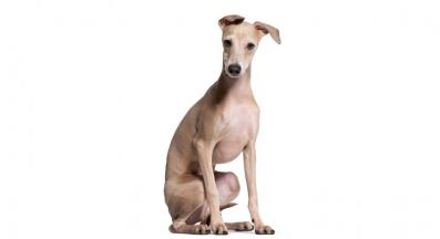 Италианска хрътка