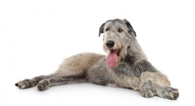 Ирландски вълкодав