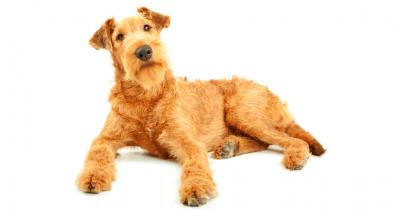 Ирландски териер